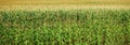 Ukrainian corn field background. Green food crops grow in Ukraine in summer