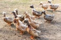 Many Ukrainian crested ducks. Zoo.