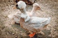 Ukrainian Crested Duck Farm for animals, zoo.