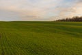 Ukrainian early spring landscape with winter crops Royalty Free Stock Photo