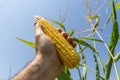 Ukrainian farmer holds golden corn above the field.