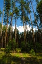 Ukrainian Forest