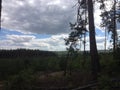 Ukrainian forest and sky
