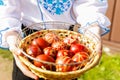 Ukrainian girl holding basket of colored red eggs on nature green grass background. Easter holiday concept. Craft Royalty Free Stock Photo