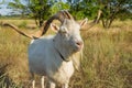 Ukrainian goat with abnormally enormous horns Royalty Free Stock Photo