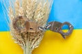 Ukrainian grain and handcuffs lie on the flag of Ukraine, law and grain theft during the war by Russia 2022 Royalty Free Stock Photo