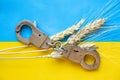 Ukrainian grain and handcuffs lie on the flag of Ukraine, law and grain theft during the war by Russia 2022 Royalty Free Stock Photo