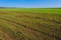 Ukrainian Green Field of wheat, blue sky and sun, white clouds. wonderland. The unripe green wheat field under summer Royalty Free Stock Photo