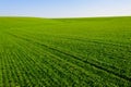 Ukrainian Green Field of wheat, blue sky and sun, white clouds. wonderland. The unripe green wheat field under summer Royalty Free Stock Photo