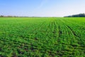 Ukrainian Green Field of wheat, blue sky and sun, white clouds. wonderland. The unripe green wheat field under summer Royalty Free Stock Photo