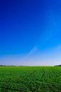 Ukrainian Green Field of wheat, blue sky and sun, white clouds. wonderland. The unripe green wheat field under summer Royalty Free Stock Photo