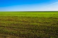 Ukrainian Green Field of wheat, blue sky and sun, white clouds. wonderland. The unripe green wheat field under summer Royalty Free Stock Photo