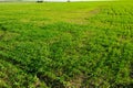 Ukrainian Green Field of wheat, blue sky and sun, white clouds. wonderland. The unripe green wheat field under summer Royalty Free Stock Photo