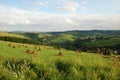 Ukrainian green plains