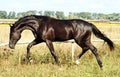 Ukrainian horse breed Royalty Free Stock Photo