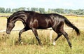 Ukrainian horse breed