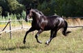 Ukrainian horse breed Royalty Free Stock Photo