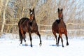 Ukrainian horse breed horses