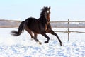 Ukrainian horse breed horses