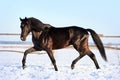 Ukrainian horse breed horses Royalty Free Stock Photo