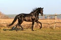 Ukrainian horse breed horses Royalty Free Stock Photo