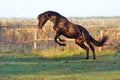 Ukrainian horse breed horses Royalty Free Stock Photo