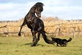 Ukrainian horse breed horses Royalty Free Stock Photo