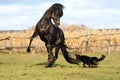 Ukrainian horse breed horses