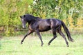 Ukrainian horse breed horses