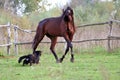 Ukrainian horse breed horses Royalty Free Stock Photo