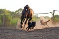 Ukrainian horse breed horses