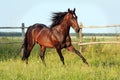 Ukrainian horse breed horses Royalty Free Stock Photo