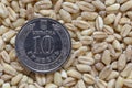Ukrainian hrivnya coin lying on heap of wheat grains