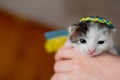 Ukrainian Kitty A small kitten with a twocolor wreath on his head in the style of the flag of ukraine. Royalty Free Stock Photo