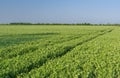 Ukrainian landscape with pea field Royalty Free Stock Photo