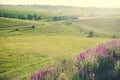 Ukrainian meadow with lavander flowers in summer