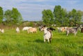 Ukrainian milk goats on a spring pasture