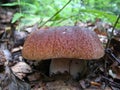 Ukrainian mushroom in the forest Royalty Free Stock Photo