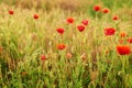 Ukrainian poppy field, ecological areas of Ukraine. Ukraine`s Independence Day. Remembrance Day, Anzac Day tribute to the fallen