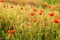 Ukrainian poppy field, ecological areas of Ukraine. Ukraine`s Independence Day. Remembrance Day, Anzac Day tribute to the fallen