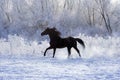 Stallion on white snow Royalty Free Stock Photo