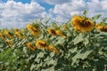 rural landscape with mass of floweing sunflowers against blue cloudy sky Royalty Free Stock Photo