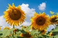 rural landscape with sunflowers against blue cloudy sky Royalty Free Stock Photo