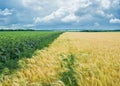 Ukrainian rural pre-storm landscape Royalty Free Stock Photo
