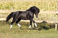 Ukrainian stallion horse breed Royalty Free Stock Photo