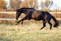 Ukrainian stallion horse breed Royalty Free Stock Photo