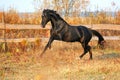 Ukrainian stallion horse breed Royalty Free Stock Photo