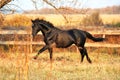 Ukrainian stallion horse breed Royalty Free Stock Photo