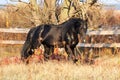 Ukrainian stallion horse breed Royalty Free Stock Photo