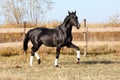 Ukrainian stallion horse breed Royalty Free Stock Photo